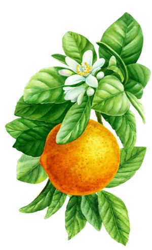 Illustration of 1 Orange