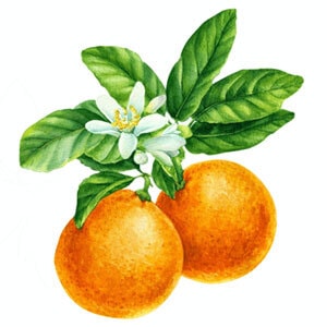 Illustration of 2 Oranges